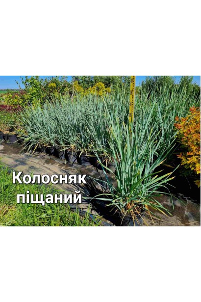 Колосняк піщаний - 3л/вис.50-60см/Ø15-20см